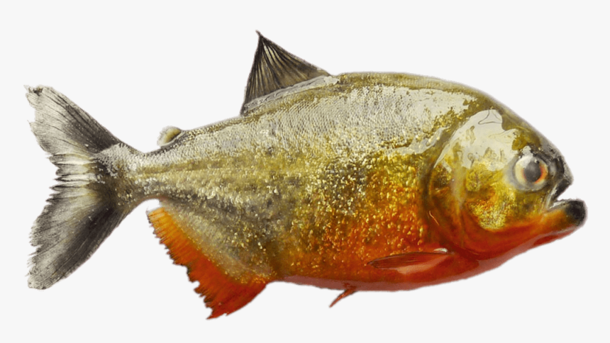 South American Piranha Clip Arts - Coastal Cutthroat Trout, HD Png Download