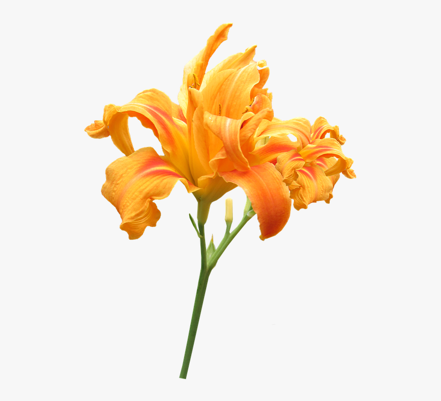 Flower, Stem Day Lily, Summer - Praise God From Whom All Blessings Flow, HD Png Download