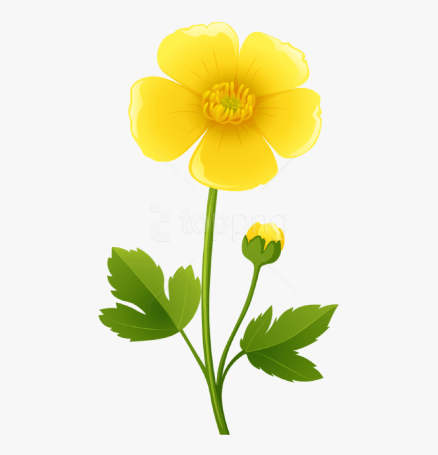 Beautiful Download Yellow Flower Transparent Png Images - Buttercup Clipart, Png Download