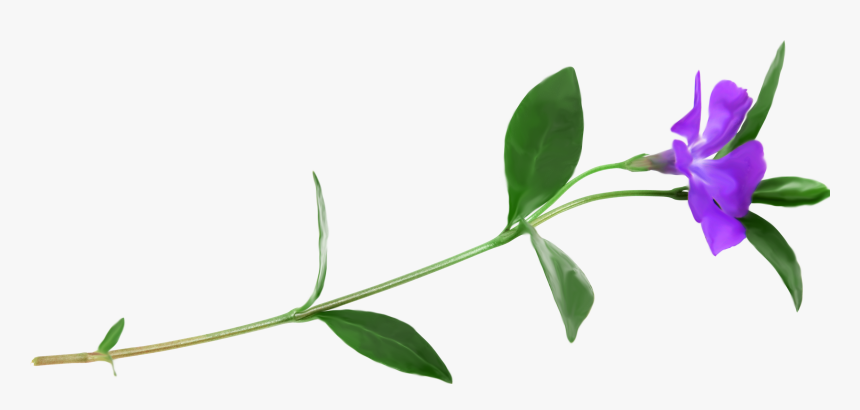 Petal Plant Stem Flower Clip Art - Periwinkle, HD Png Download