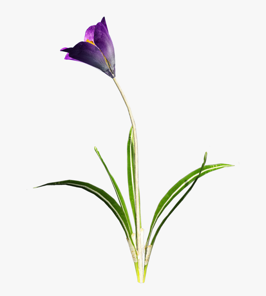 Download Amazing High-quality Latest Png Images Transparent - Transparent Crocus, Png Download