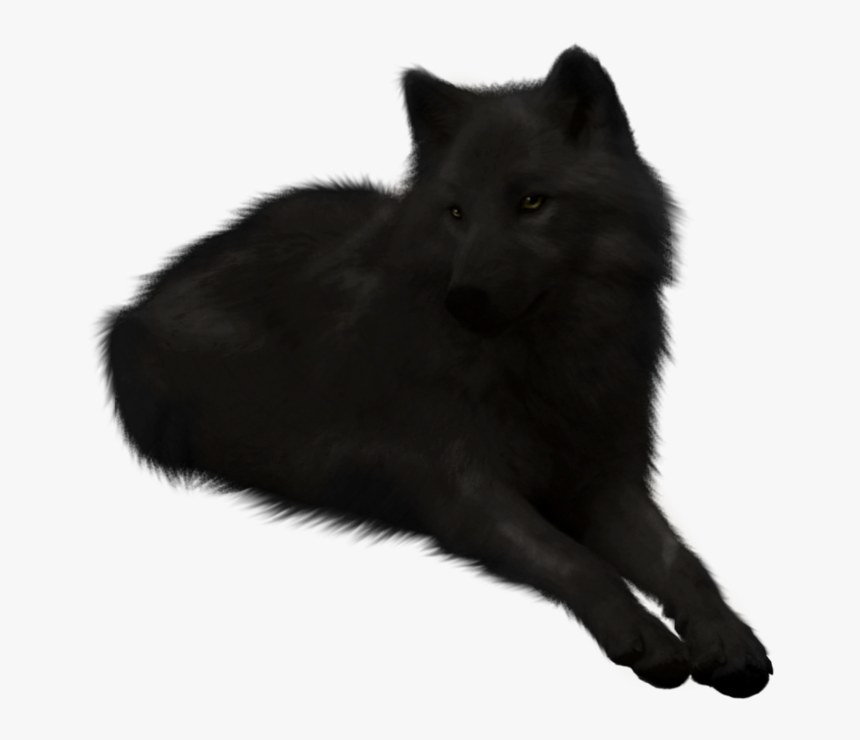 Image Black Wolf Stock Cutout By Lakshimithewolf D5b4uxn - Schipperke, HD Png Download