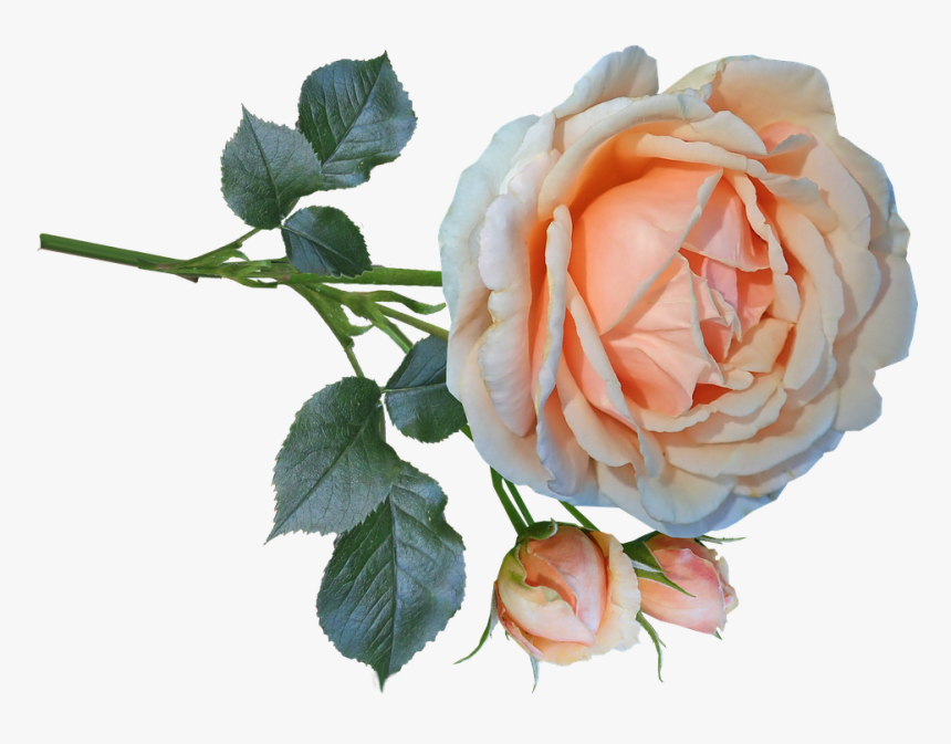 Rose, Flower, Stem, Cut Out, Bloom, Isolated, Perfume - Garden Roses, HD Png Download