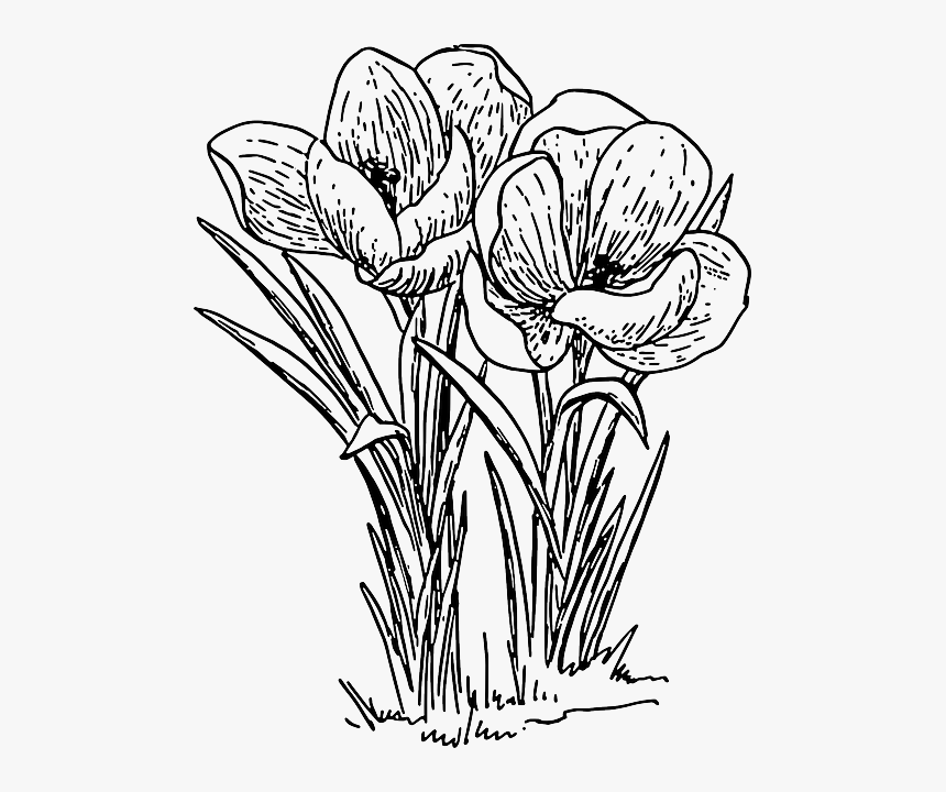 White Flower Outline Png - Crocus Clip Art Black And White, Transparent Png