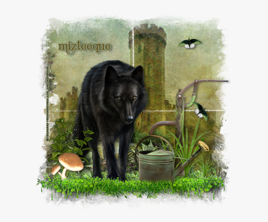 Black Norwegian Elkhound, HD Png Download