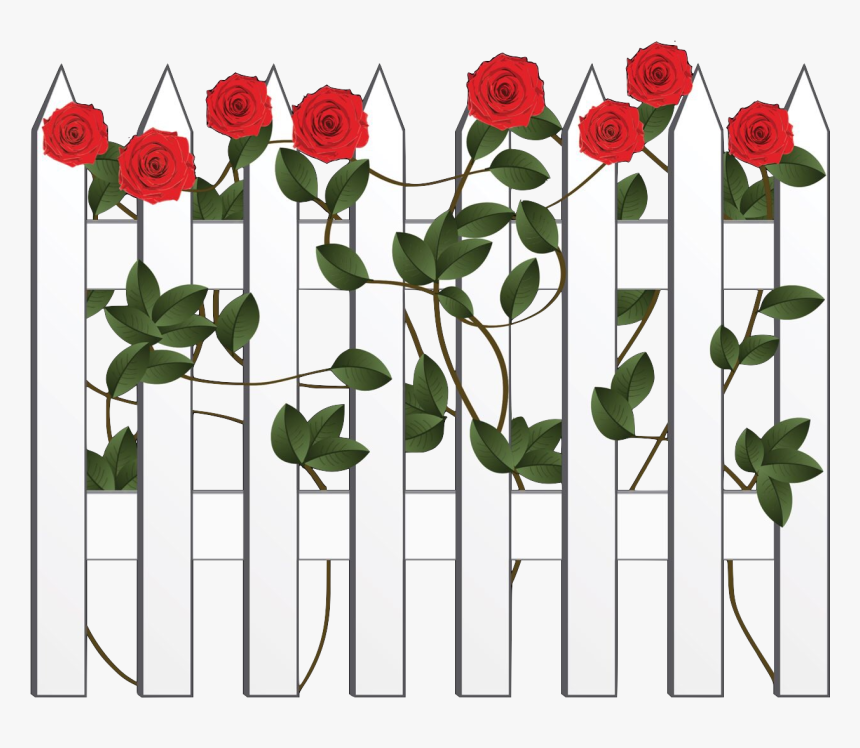 Transparent Witness Clipart - Garden Roses, HD Png Download
