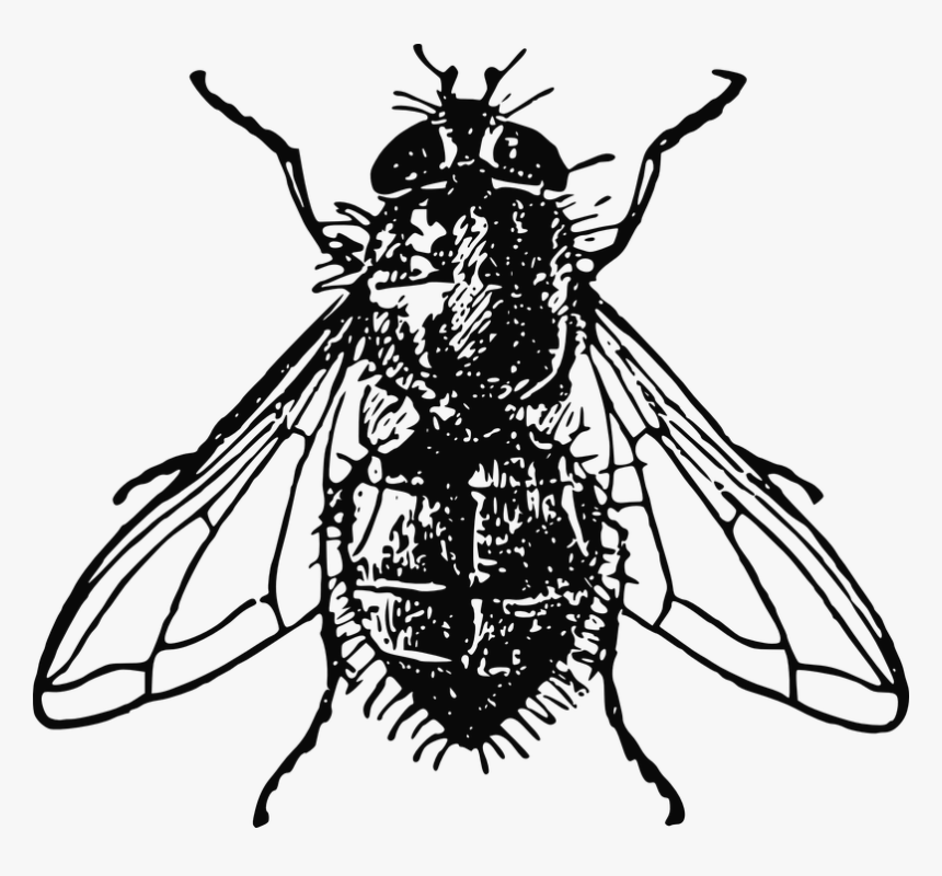 Housefly, Insect, Fly, House, Dirty, Unhygienic - Fly Image Black And White, HD Png Download