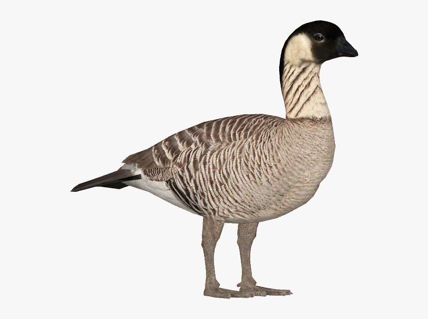 Nene Goose - Nene Goose Clipart, HD Png Download , Transparent Png