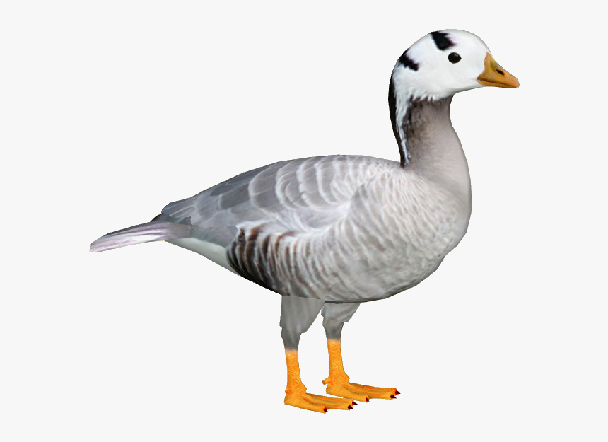 Download Goose Png File For Designing Projects - Bar Headed Goose Png, Transparent Png