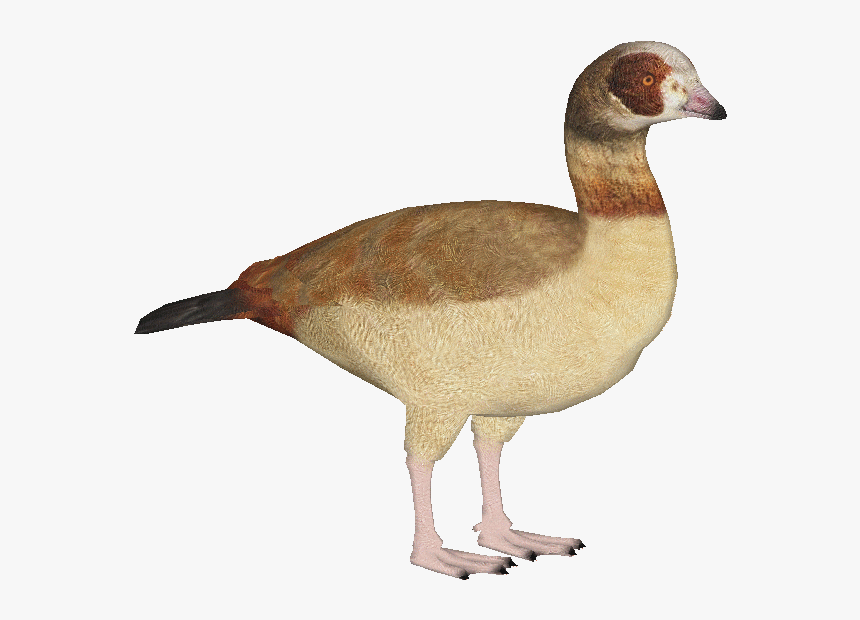 Egyptiangoose - Alopochen Aegyptiaca Png, Transparent Png