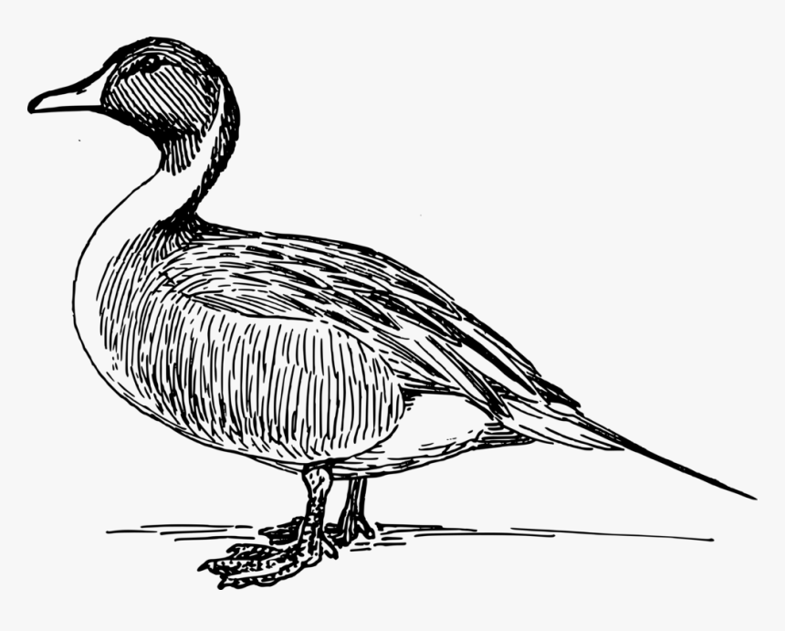 Fowl,beak,goose - Free Duck Vector, HD Png Download