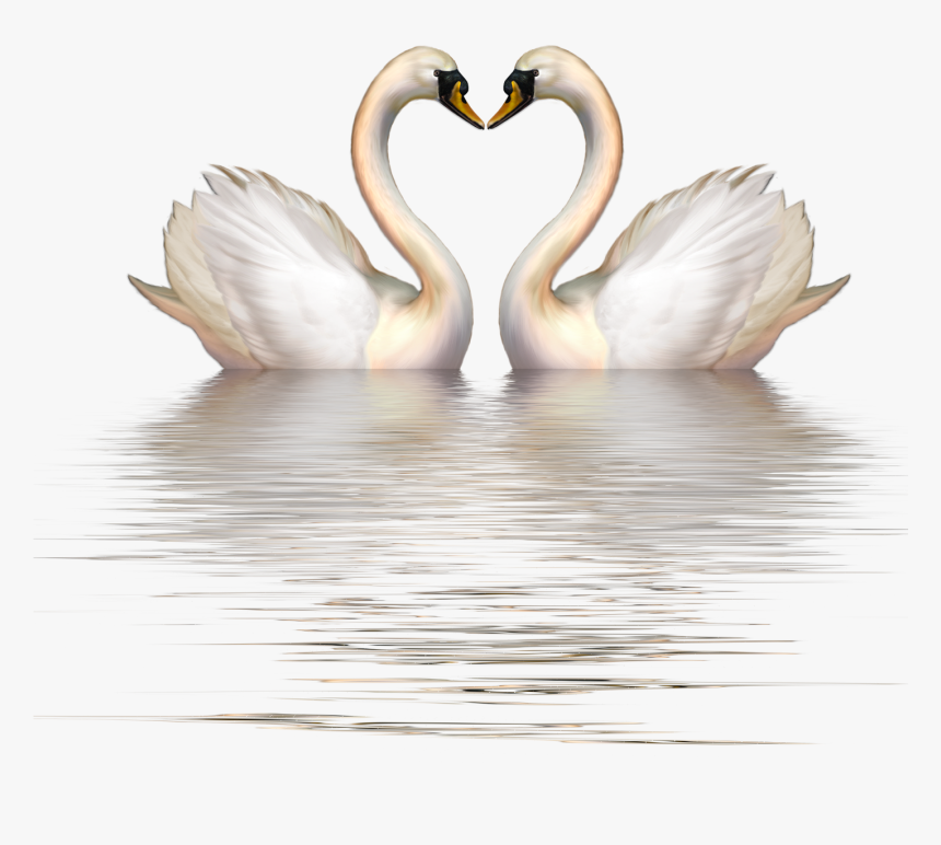 Cygnini Bird Clip Art - Swan Heart Clipart, HD Png Download