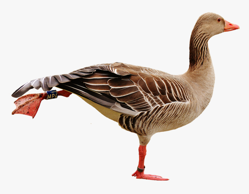 Bird Water Png, Transparent Png