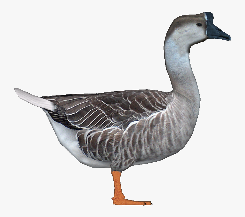 Goosechinese Jimmyzhoopz - Chinese Goose Png, Transparent Png