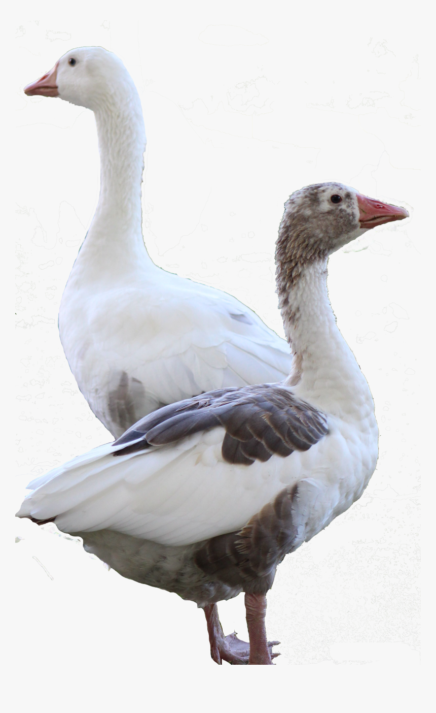 Clip Art American Buff Goose - Snow Goose, HD Png Download