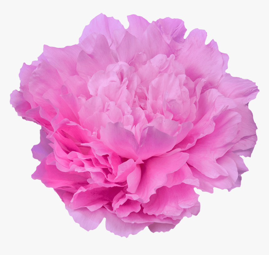 Peony Dinner Plate, HD Png Download