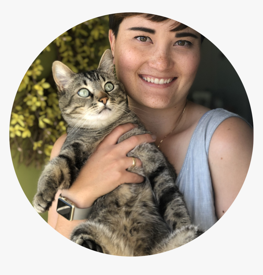 Domestic Short-haired Cat, HD Png Download