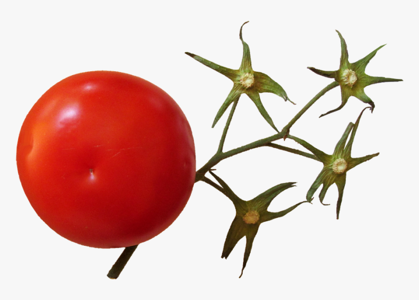 Transparent Tomato Plant Png - Tomato Stem, Png Download