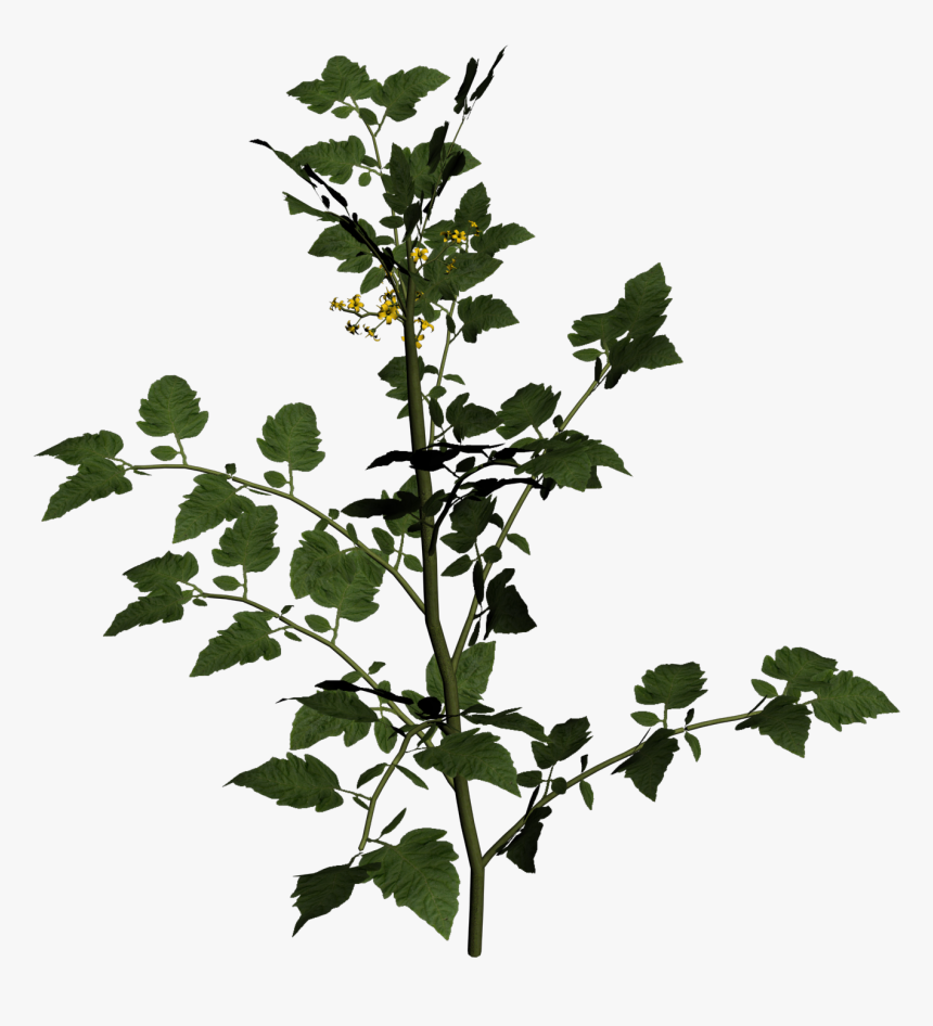 Solanum Lycopersicum Cherry Tomato Two Clipart Picture - Solanum Lycopersicum Plant Png, Transparent Png