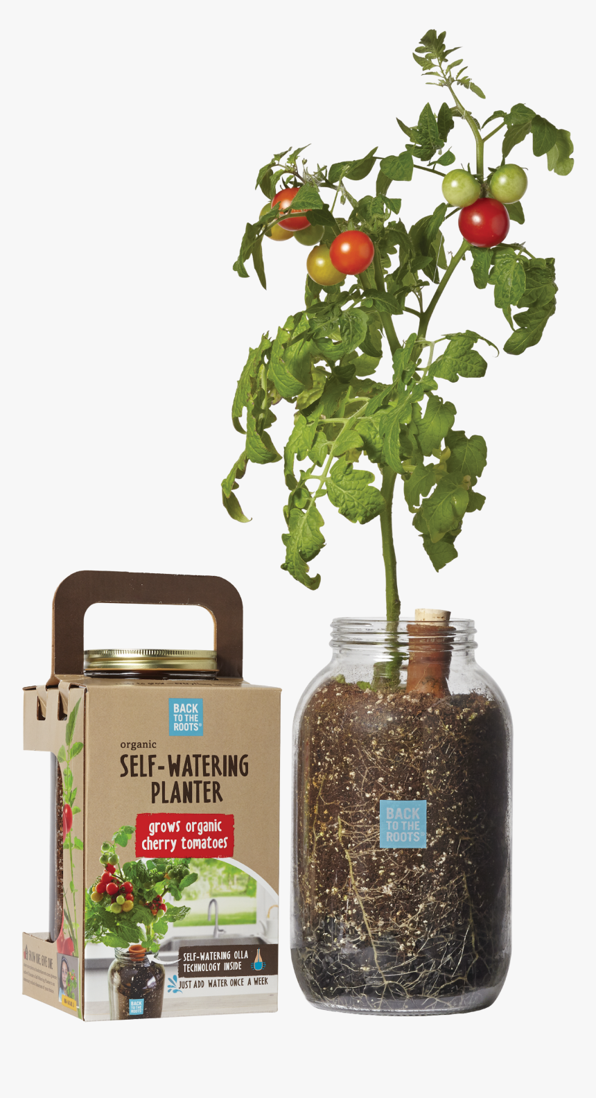 Tomato, HD Png Download