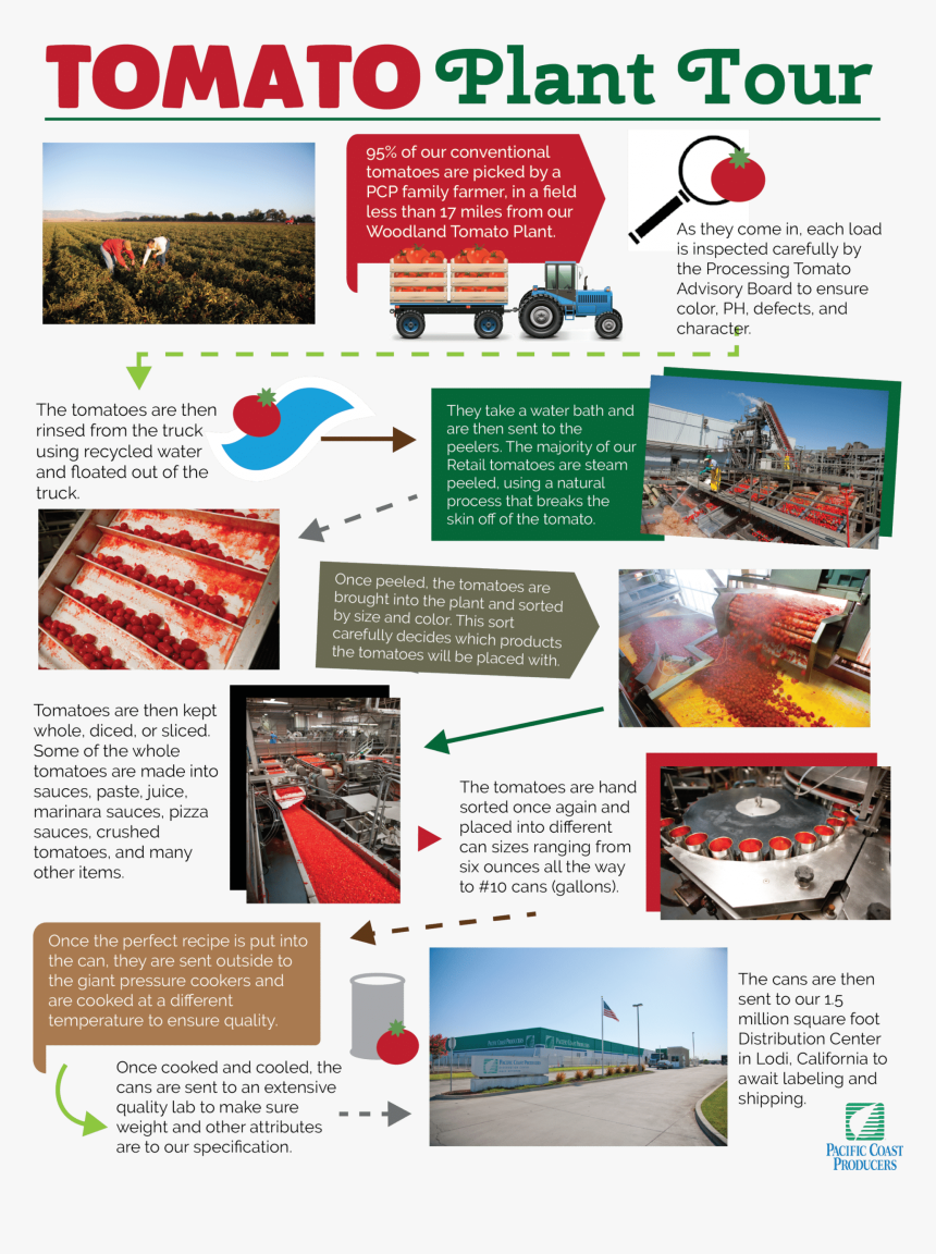 Tomato Plant Png, Transparent Png