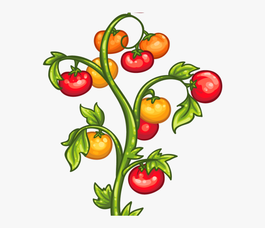 Clip Art Tomato Plant, HD Png Download