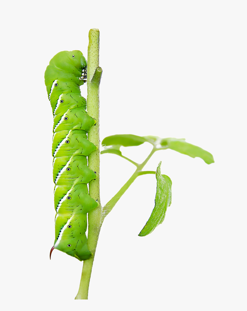 Caterpillar To Butterfly, HD Png Download