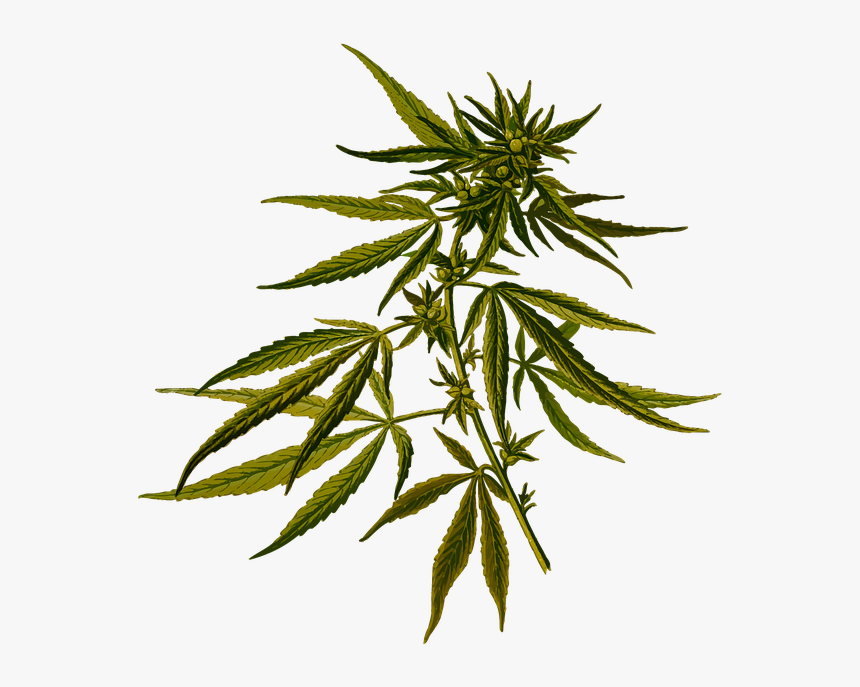 Cannabis Sativa, HD Png Download