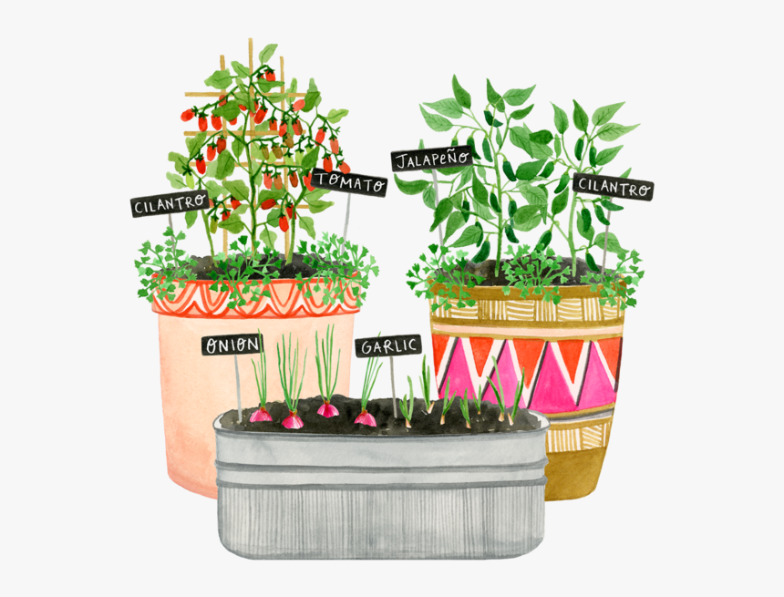 Transparent Onion Plant Png - Flowerpot, Png Download