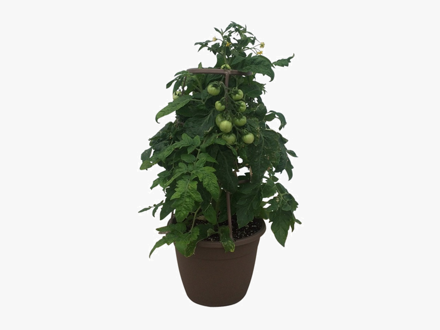 Tomato Plant Wholesale 12 In - Flowerpot, HD Png Download