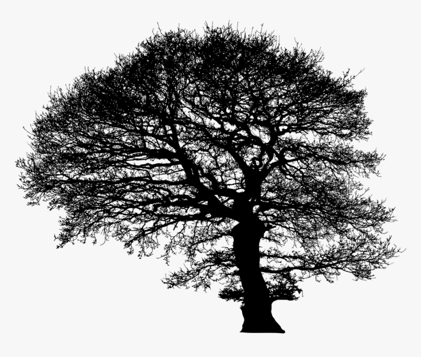 Tree, Trees, Silhouette, Plant, Nature, Environment - Oak, HD Png Download