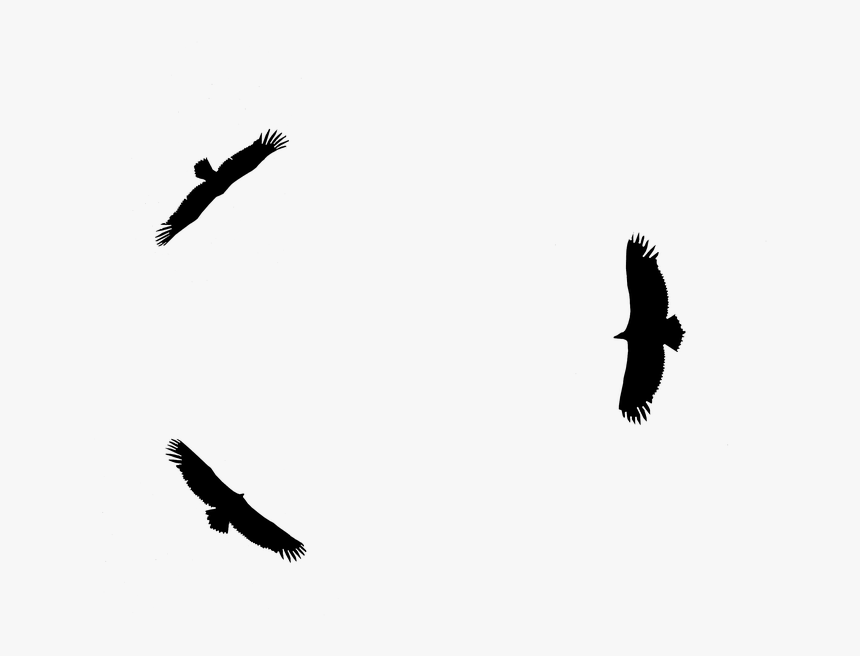 Eagles, Silhouette, Flight, Top, Sky, Freedom, Climb - Buzzard, HD Png Download