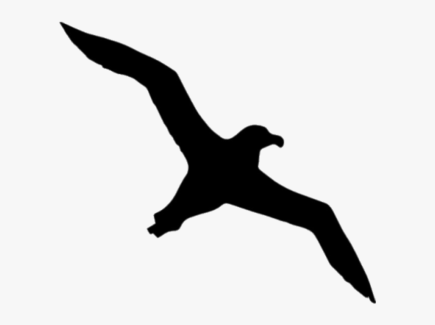 Albatross Silhouette, HD Png Download