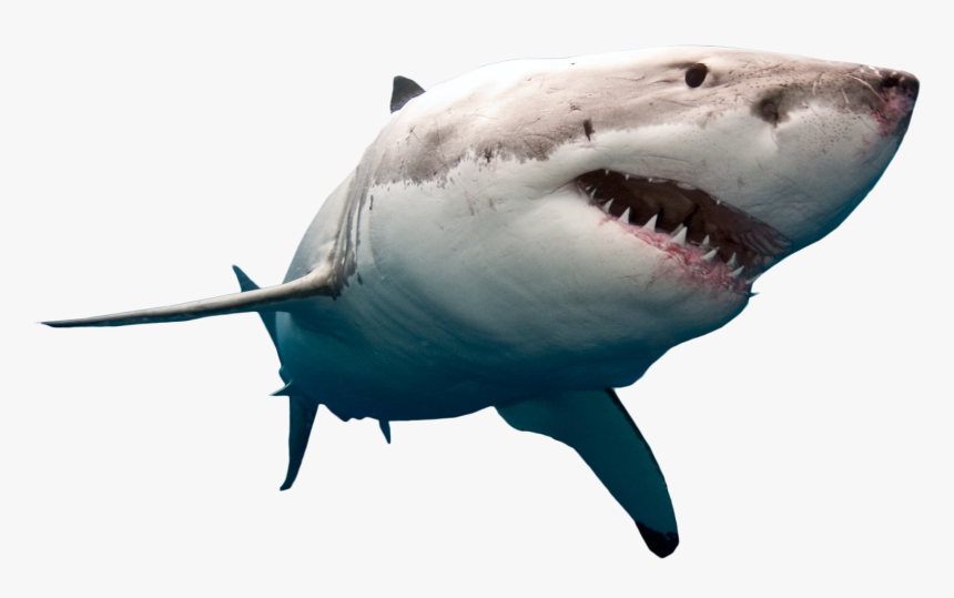Portable Network Graphics Clip Art Great White Shark - Great White Shark No Background, HD Png Download