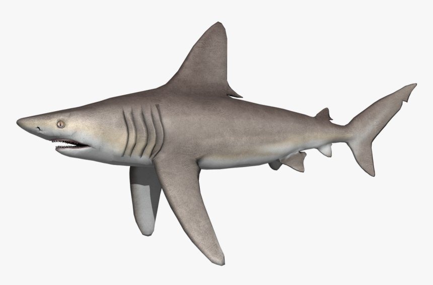 Transparent Mako Shark Png - Tiger Shark, Png Download