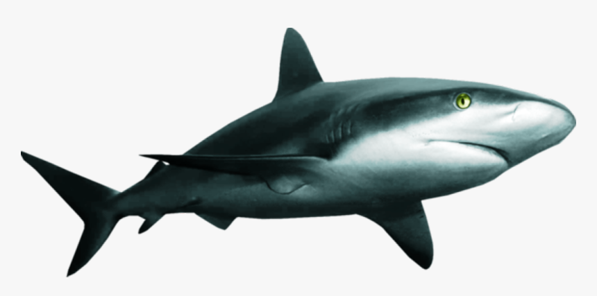 Great White Shark Clipart , Png Download - Shark, Transparent Png