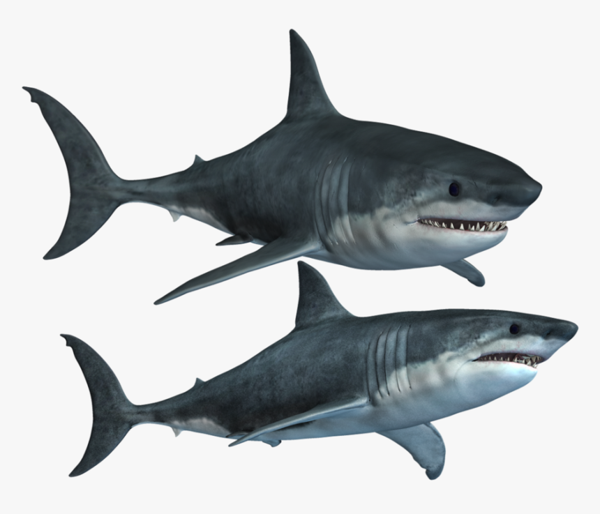 Great White Shark Clipart High Resolution - Shark Transparent, HD Png Download