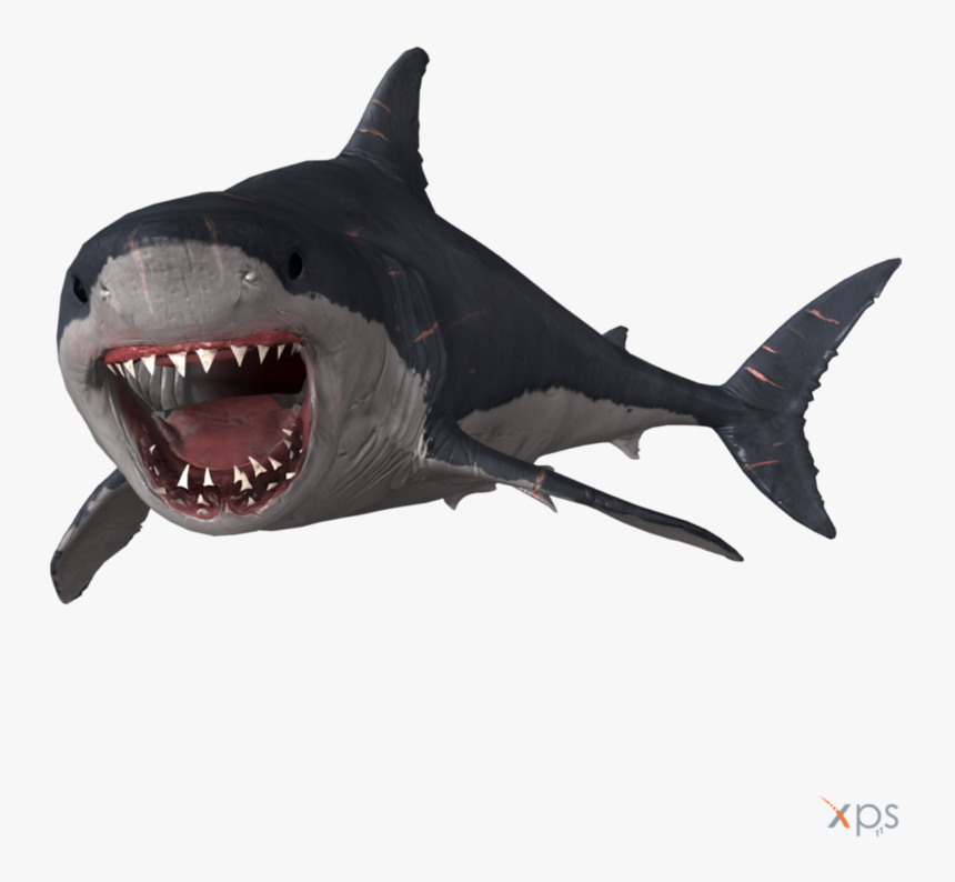 Megalodon Png Photo - Megalodon Size Transparent Background, Png Download