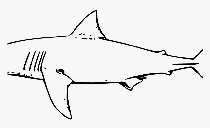 Great White Shark Clipart - Great White Shark Clip Art, HD Png Download
