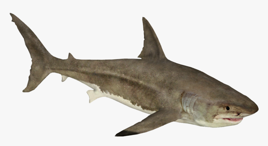 Zoo Tycoon 2 Great White Shark, HD Png Download