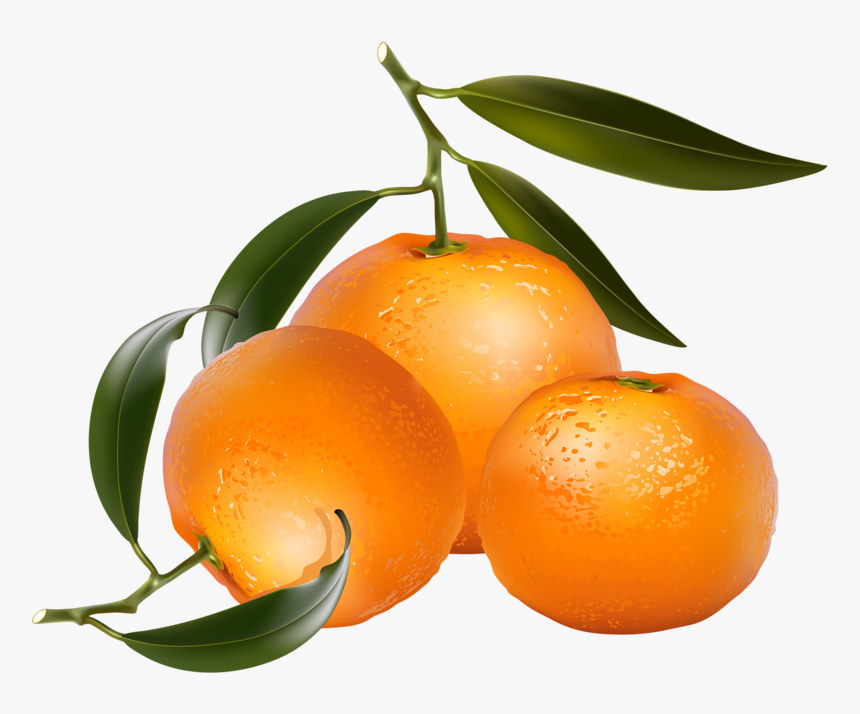 Clip Art Of Citrus Fruit - Orange Fruits Clip Art, HD Png Download