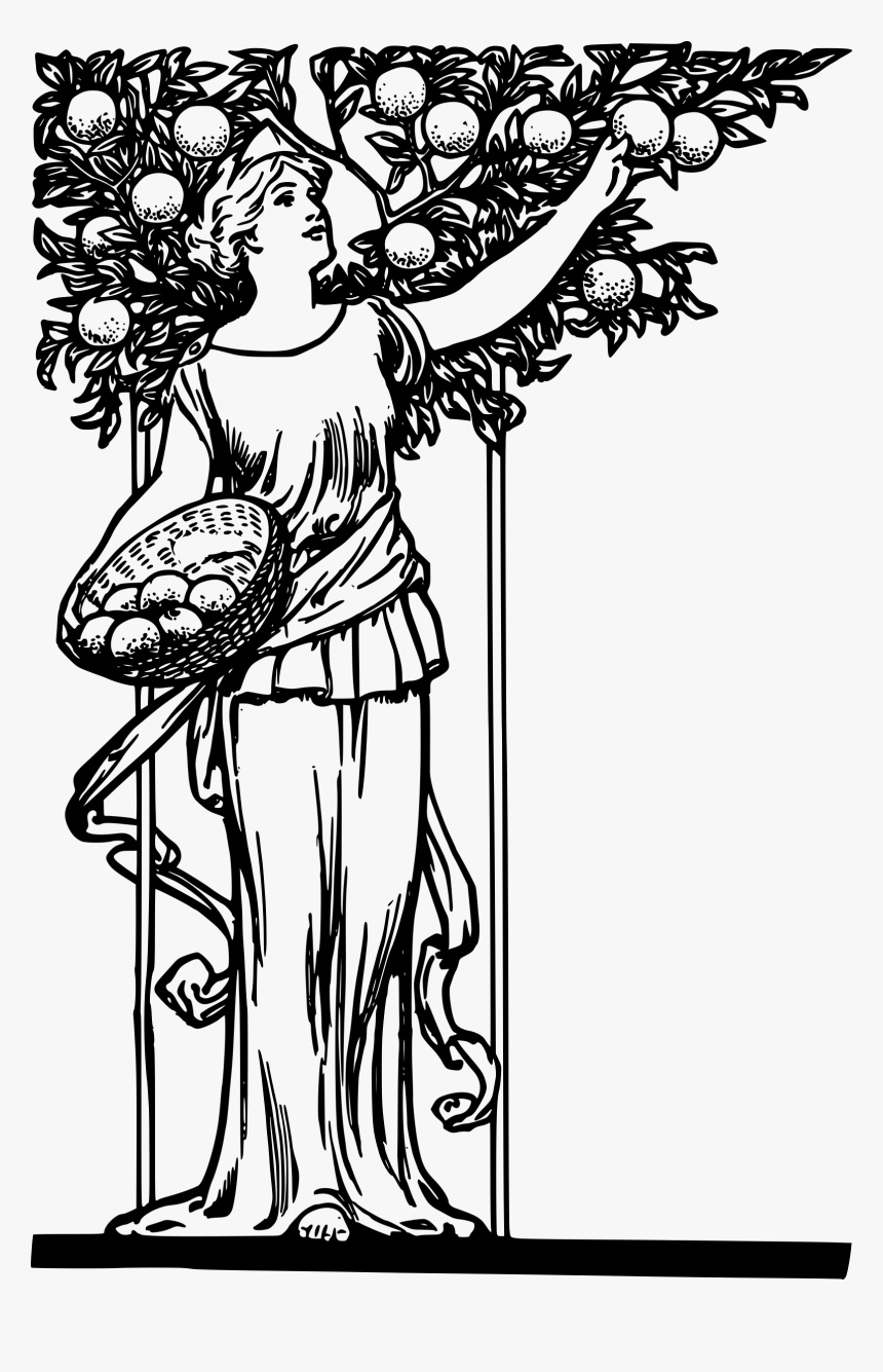 Lady Picking Oranges Clip Arts - Drawings On Good Tree Bears Good Fruit, HD Png Download
