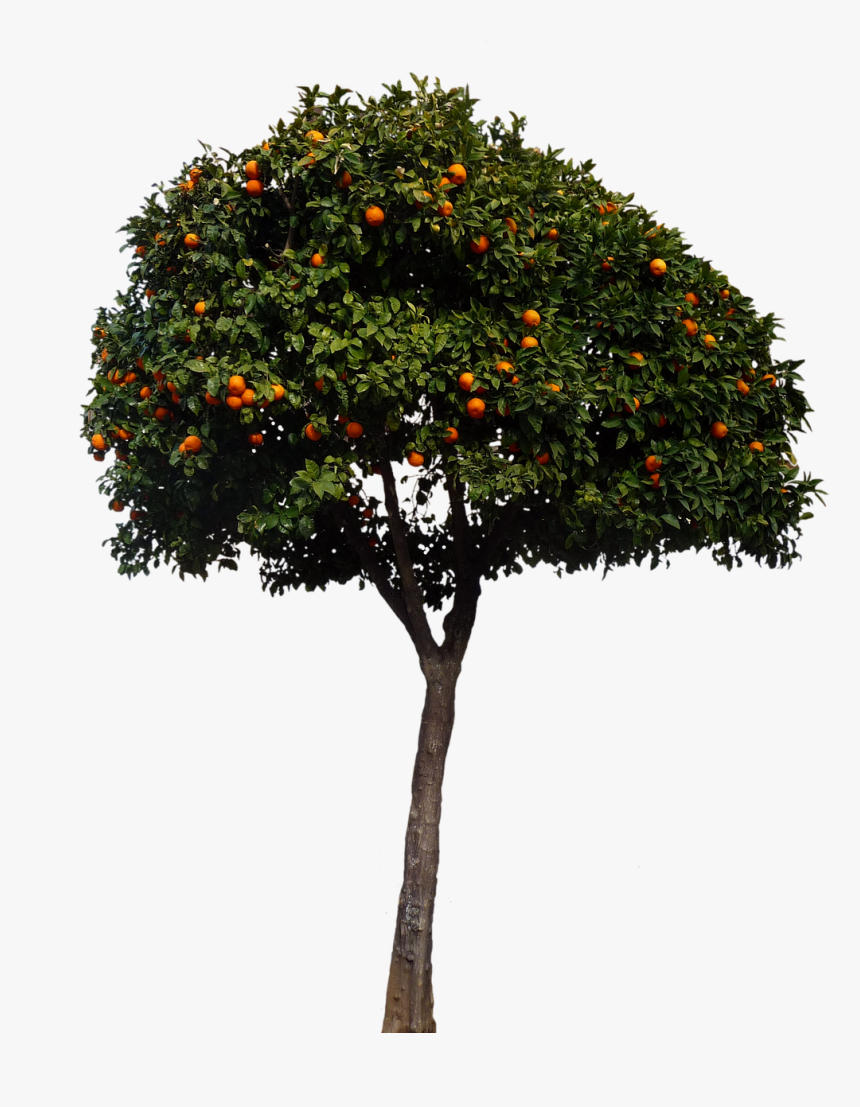 Oranges, Orange Tree, Tree, Fruits, Nature - Spanish Orange Tree, HD Png Download