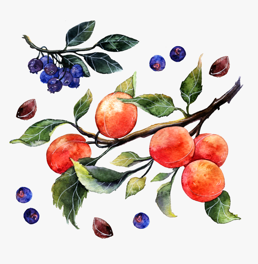 Painting Watercolor Of Oranges , Png Download - Watercolor Painting, Transparent Png