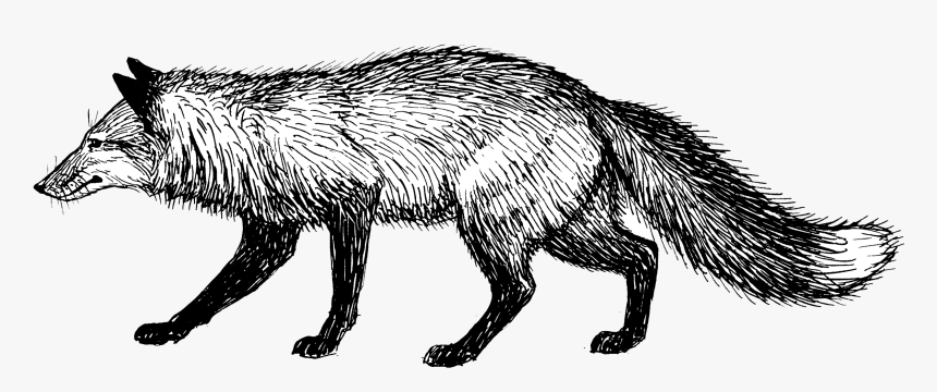 Fox - Fox Black And White Png, Transparent Png