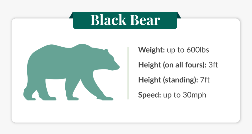 How Fast Can A Black Bear Run - Seagull Comic, HD Png Download