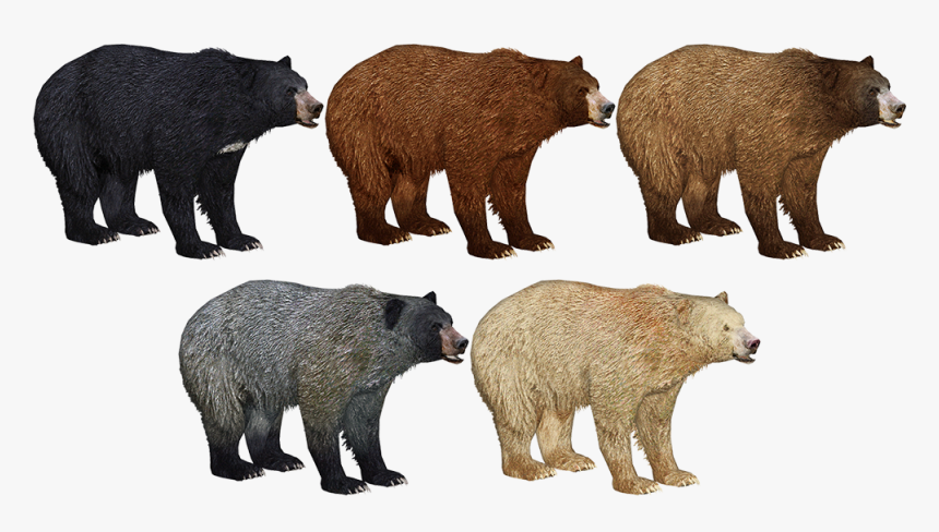 Zoo Tycoon Cinnamon Bear, HD Png Download