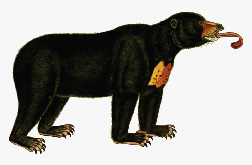 Wildlife,big Cats,carnivoran - Sun Bear Clip Art, HD Png Download