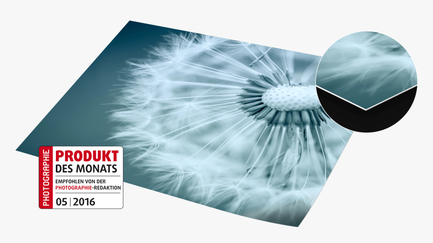 Dandelion, HD Png Download