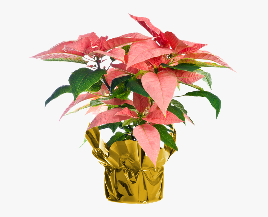 Poinsettia, HD Png Download